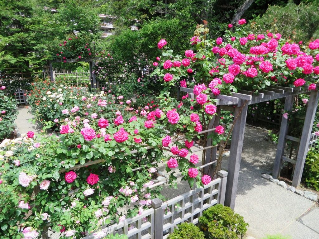 大磯城山公園の旧吉田茂邸のバラ園